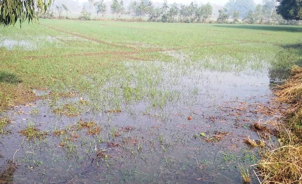 Water released for the relief of crops became a disaster, 125 bighas of crops submerged
