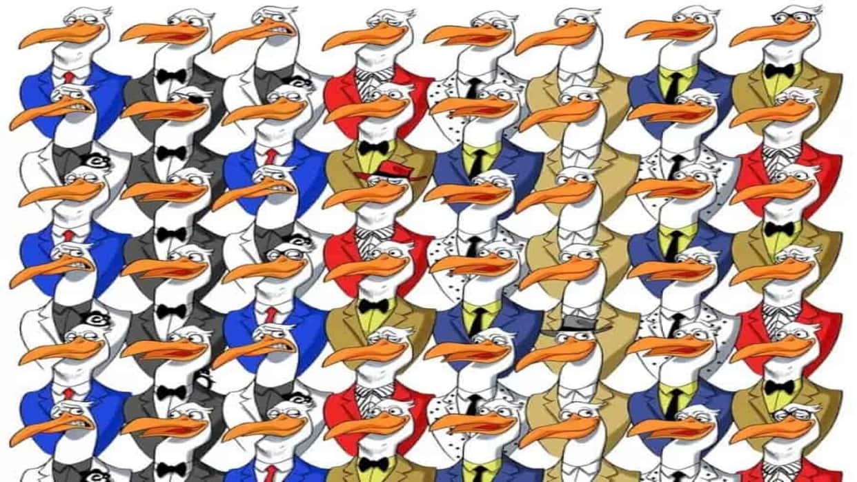 optical illusion picture find hidden penguin among ostriches photo interesting picture optical quiz in hindi