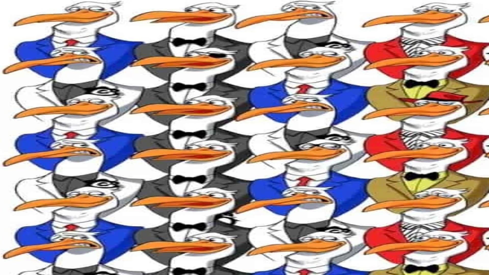 optical illusion picture find hidden penguin among ostriches photo interesting picture optical quiz in hindi