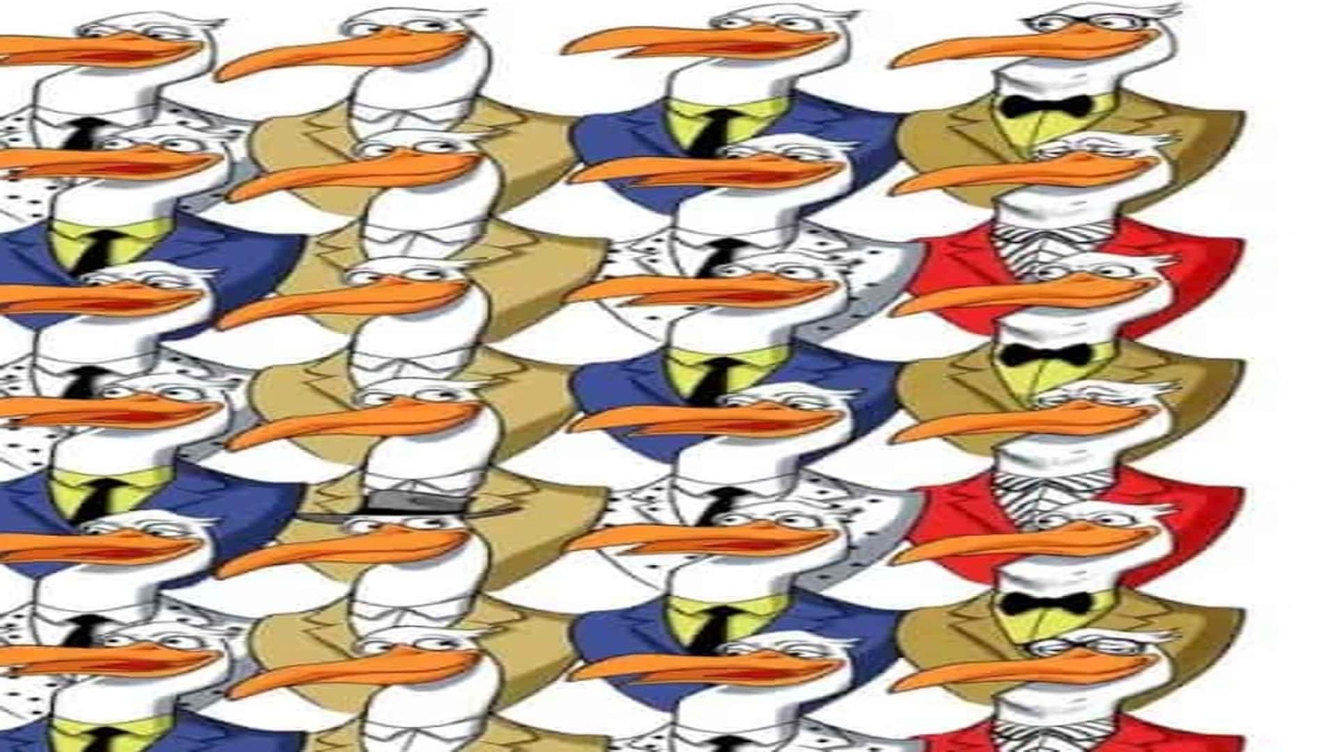 optical illusion picture find hidden penguin among ostriches photo interesting picture optical quiz in hindi