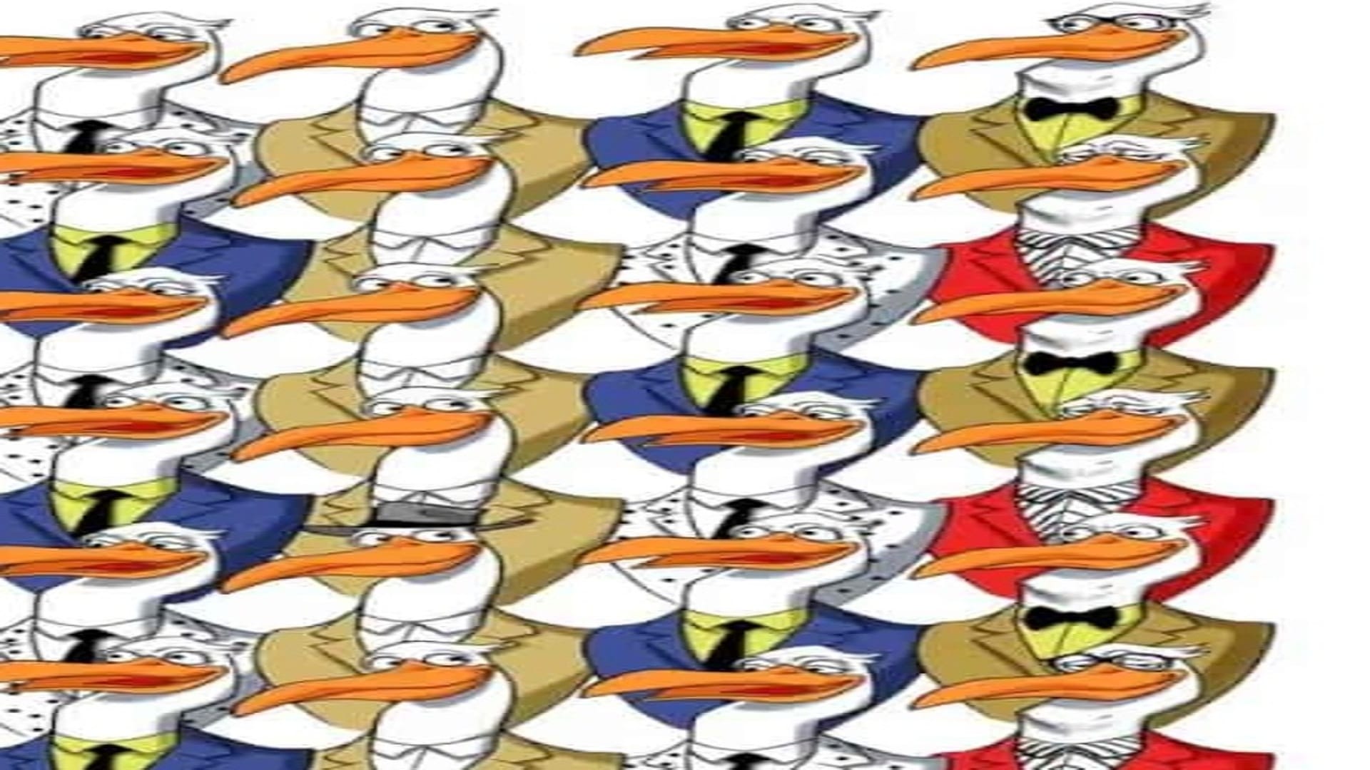 optical illusion picture find hidden penguin among ostriches photo interesting picture optical quiz in hindi