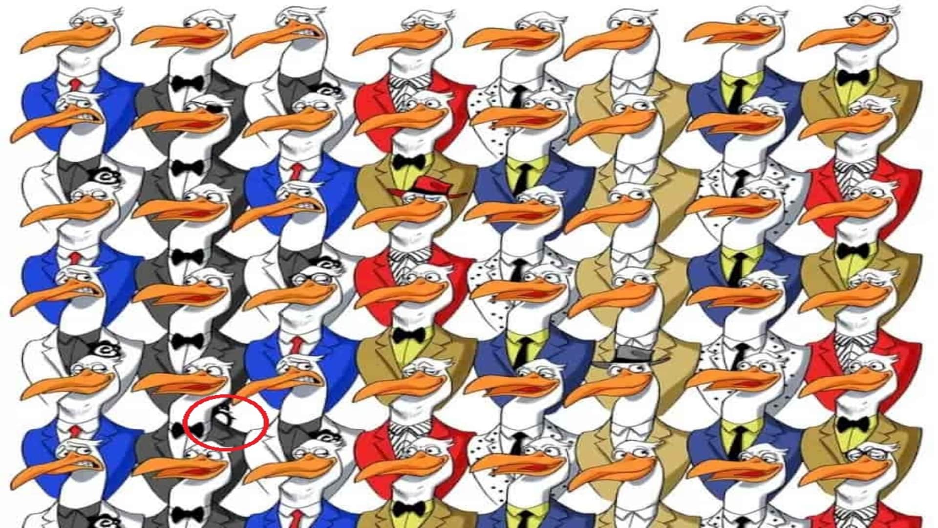 optical illusion picture find hidden penguin among ostriches photo interesting picture optical quiz in hindi