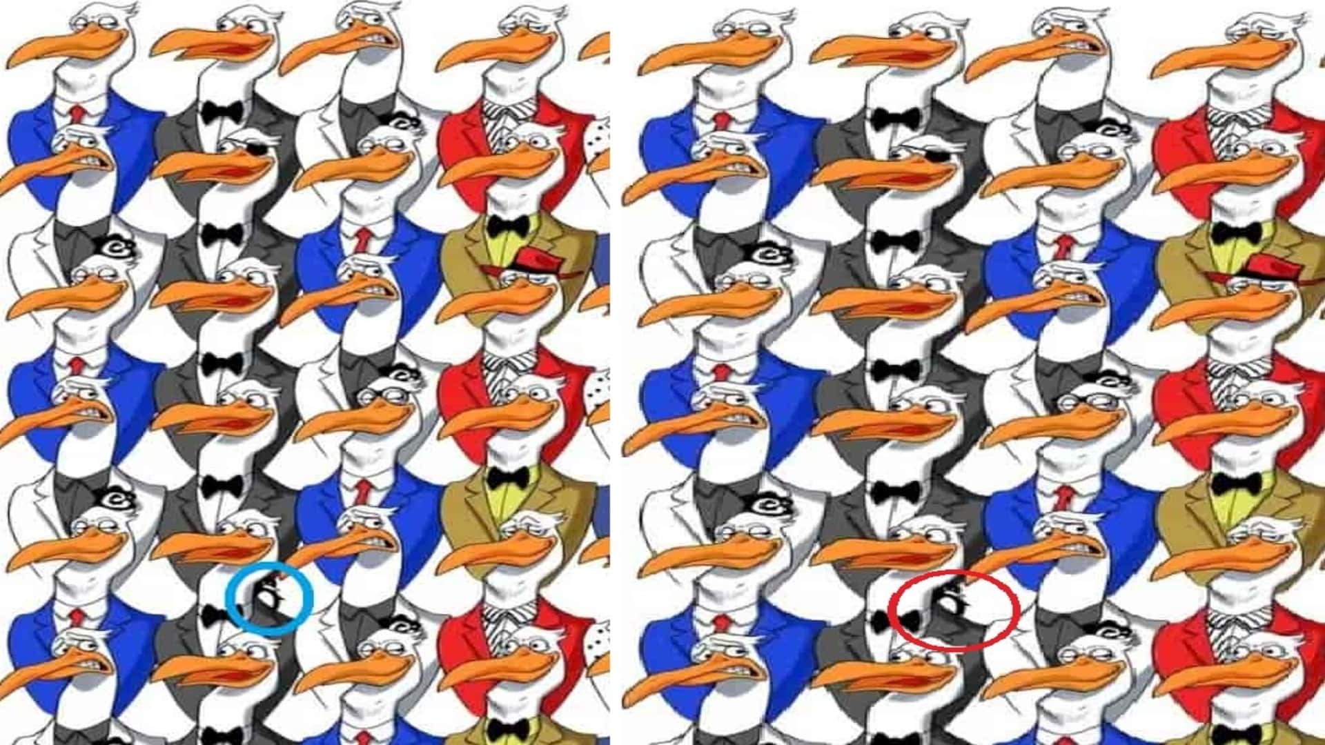 optical illusion picture find hidden penguin among ostriches photo interesting picture optical quiz in hindi