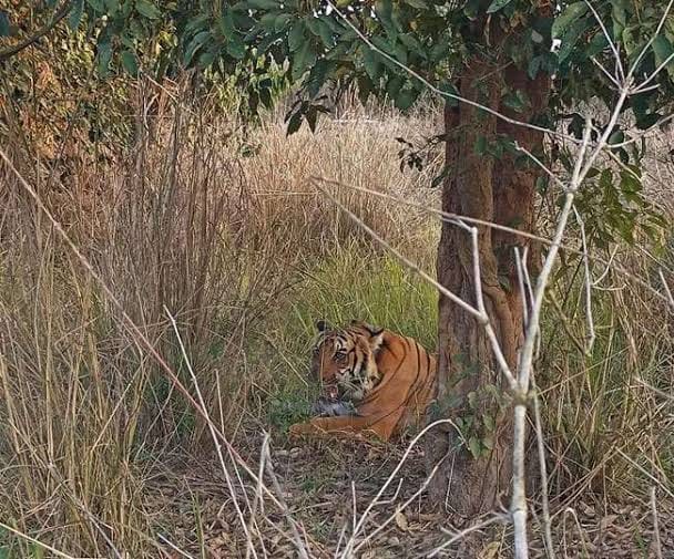 Rajaji Tiger Reserve: Tiger activity started in Motichur range, pictures captured in trap camera