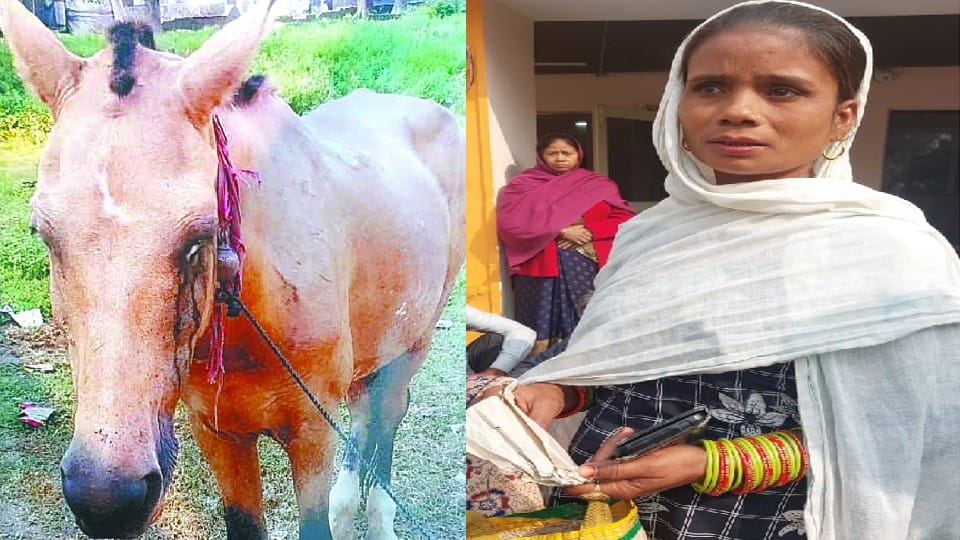 Neighbor woman beat the children then broke the eye of horse in Agra