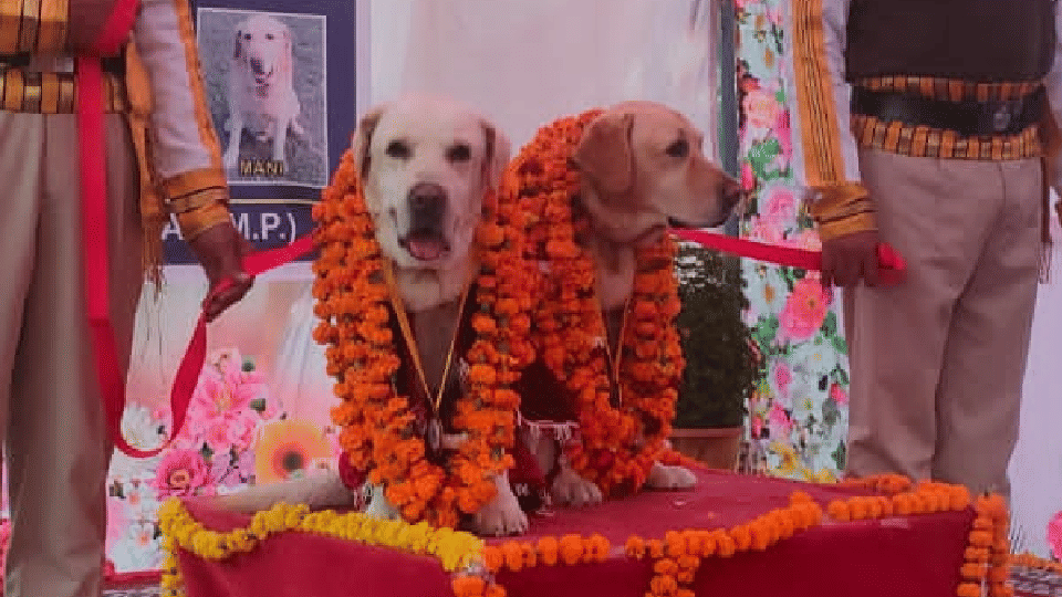 MP News: 'Orio' and 'Sheru' To Replace 'Mani' and 'Monty' in The Security Squad Of Raja Bhoj Airport