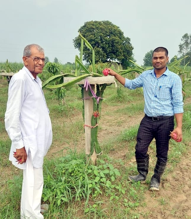 Dragon fruit farming increased farmer's income