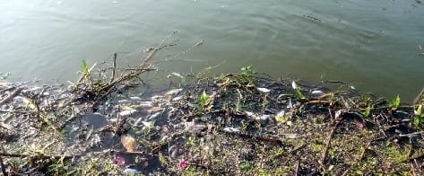 Thousands of fish died in agony in Gomti river