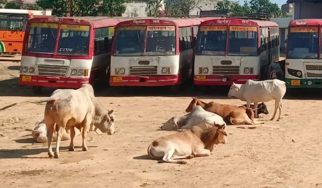 Health of leaved animals will be taken care of, will be sent to Gaushala