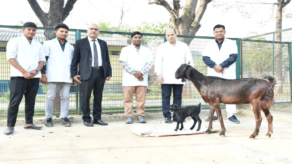 Goat born lamb through artificial insemination with laparoscope technique in Mathura