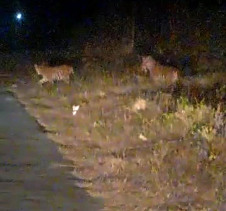 Tigress seen with cubs on main road of new colony