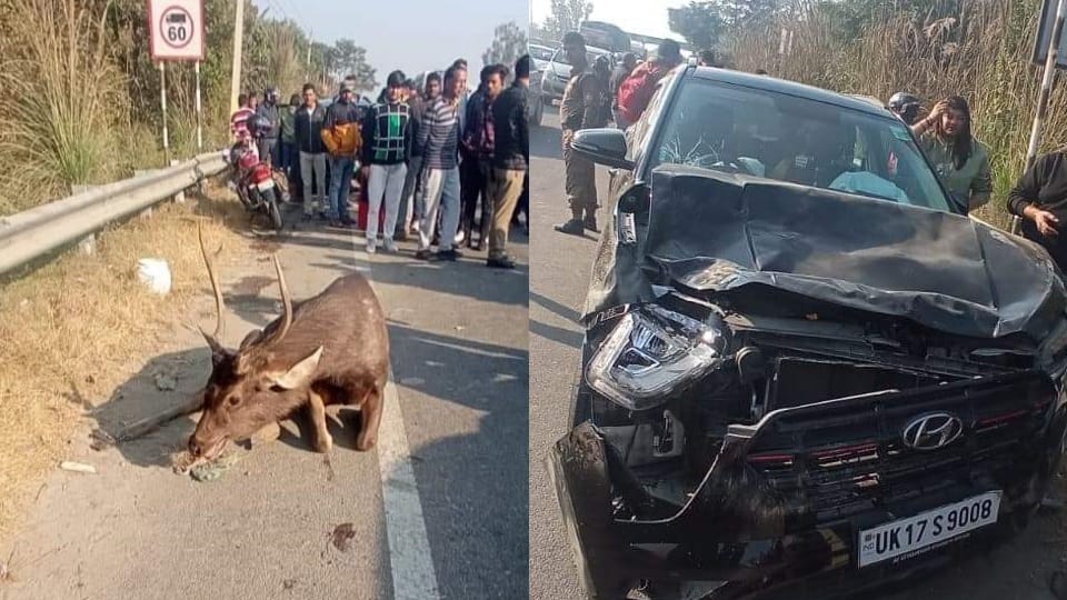 Haridwar News: Accident on Bahadrabad road, reindeer jumped on Running car many passengers injured