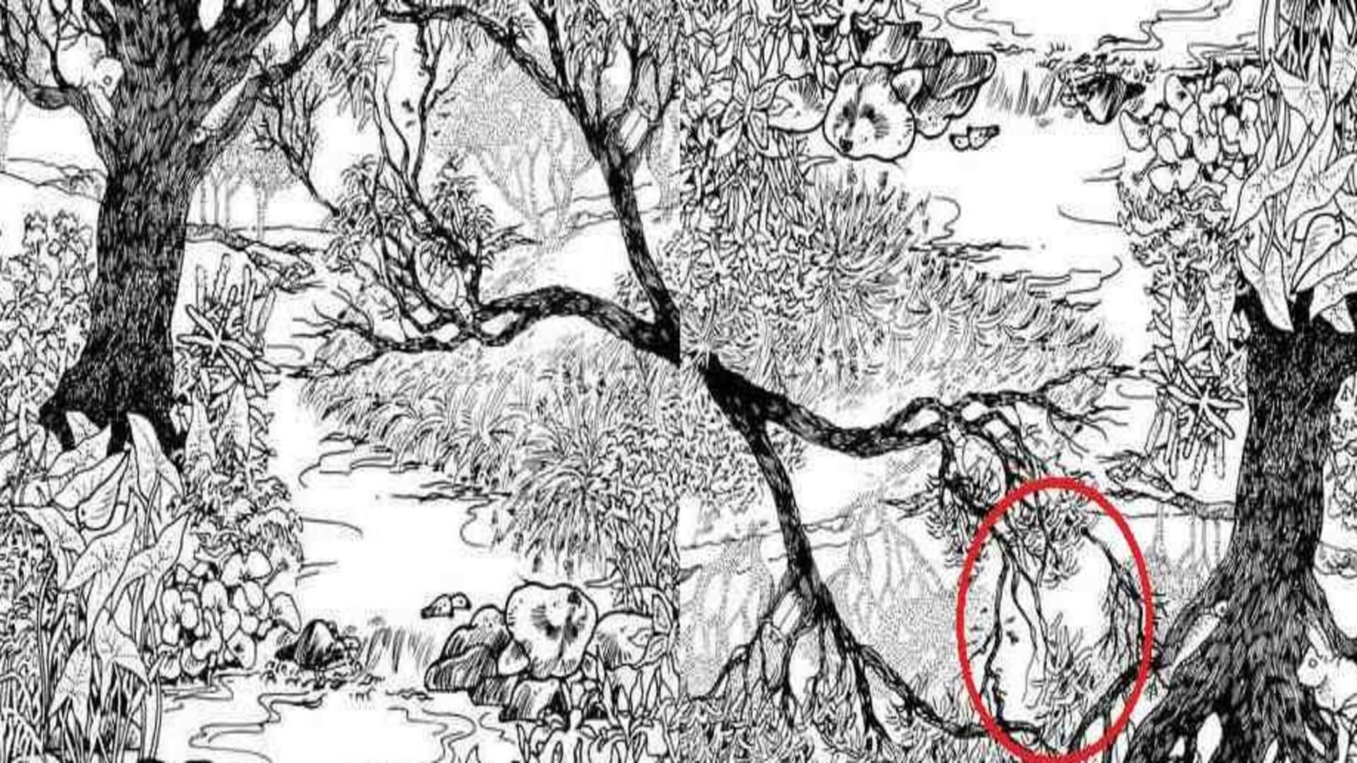 Viral optical illusion Brain Test find Girl’s Face  in photo hidden within 11 seconds brain teaser picture pu