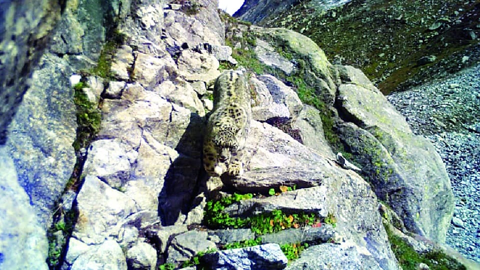 Jammu Kashmir: Snow leopards seen Kishtwar-Thajwas and Gurez, three hundred cameras installed survey state