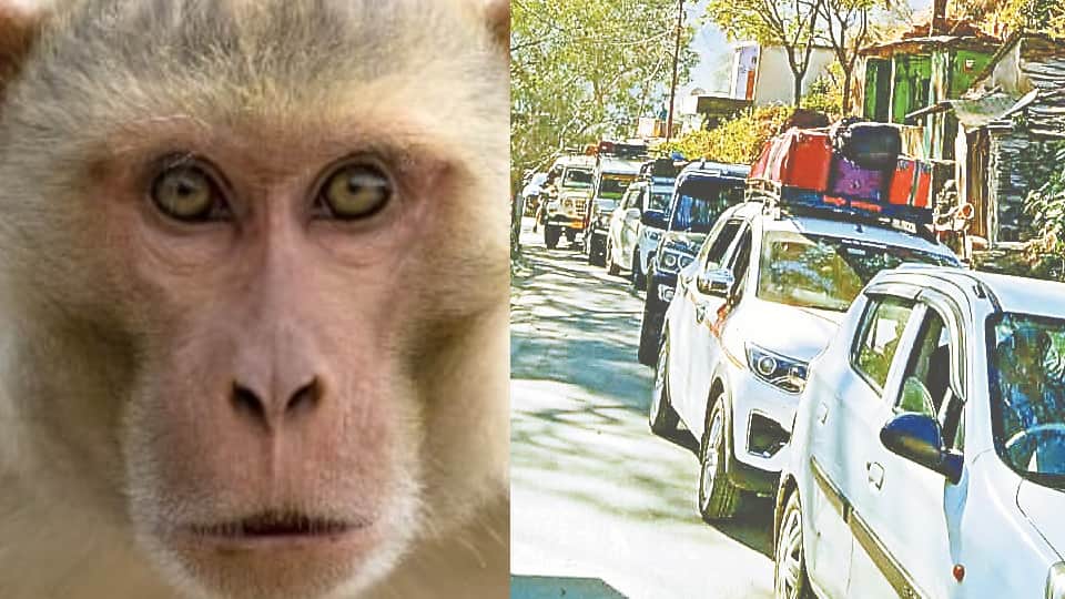 Uttarakhand News: Group of Monkey jammed Karnaprayag Nainital Highway