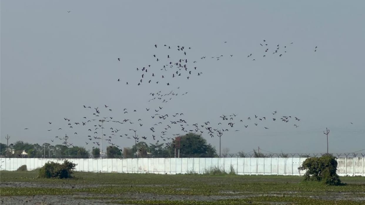 Gorakhpur zoo wetland became new abode of migratory birds