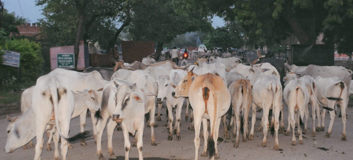 Banda: 1.35 billion spent on fodder, yet 47,292 cattle Anna