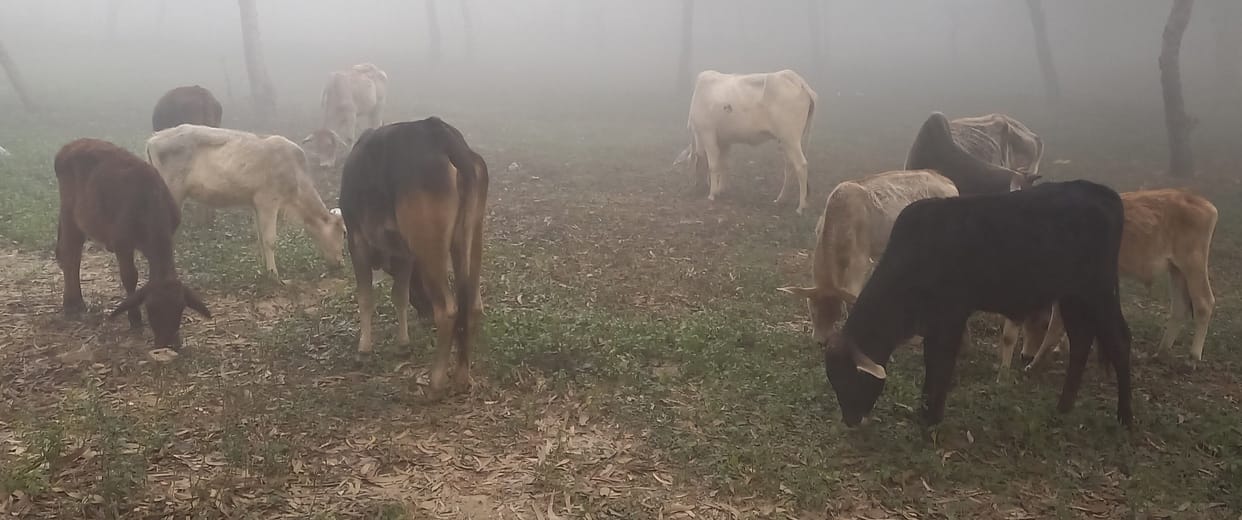 Hathras: Loss of both life and property due to stray cattle