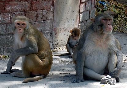 UP: Terror of monkeys suddenly increased in Amroha, 18 people were bitten in 60 days