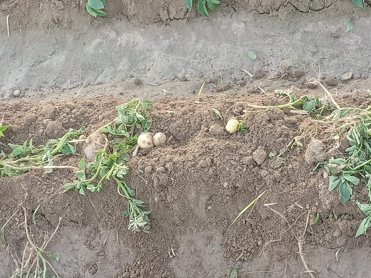 Farmers in Ellenabad villages are suffering due to wild boars, destroying potato and mustard crops