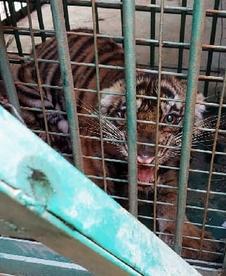 Tiger cub became the headache of ten villages in the cage of forest department