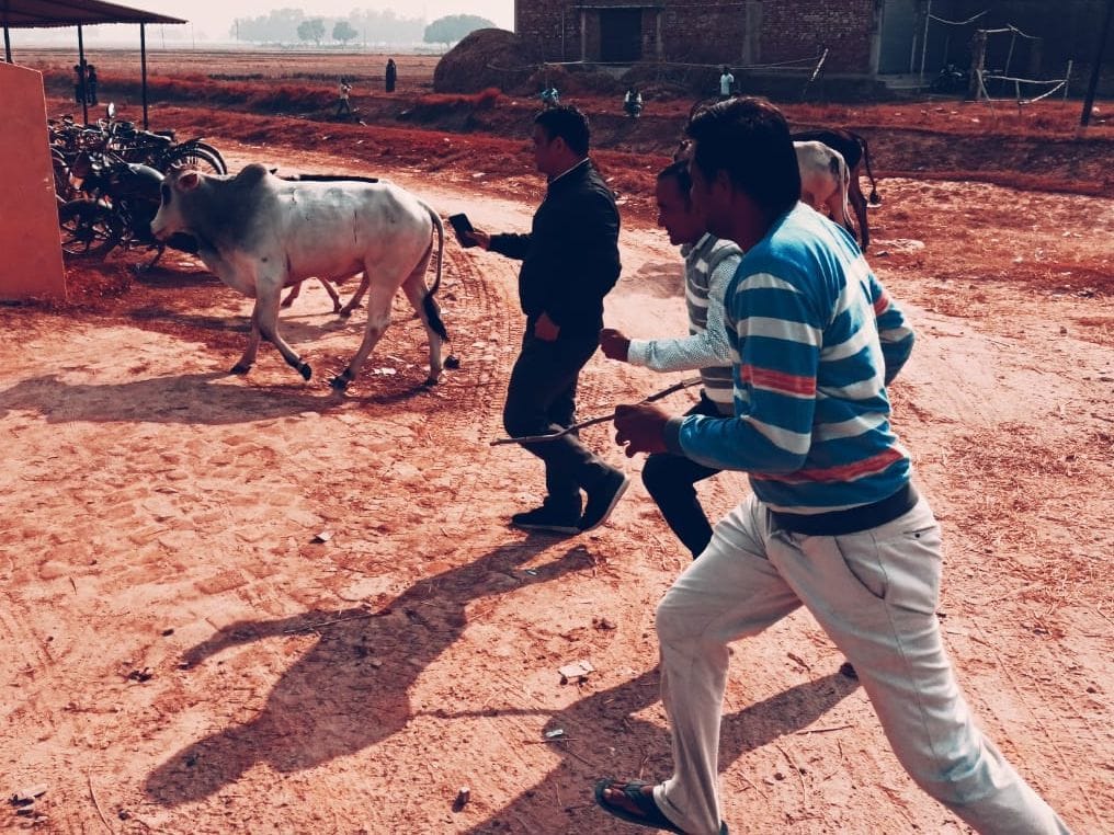 1753 cattle sent to gaushala