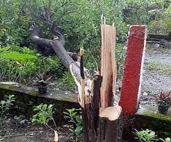 The work of thieves in Indore, the thieves took away the sandalwood tree from the forest officer's house