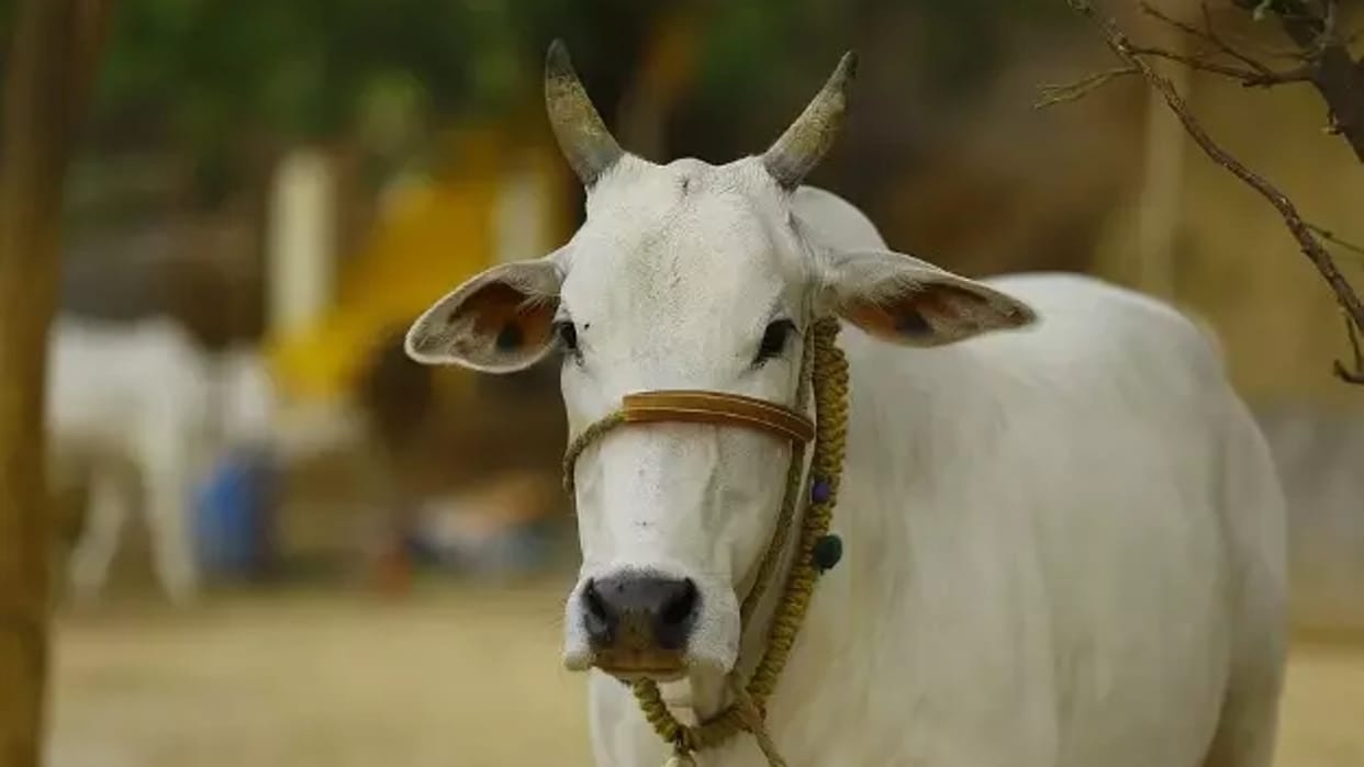 Gunpowder being laid to hunt wild animals in Shivpuri cow injured