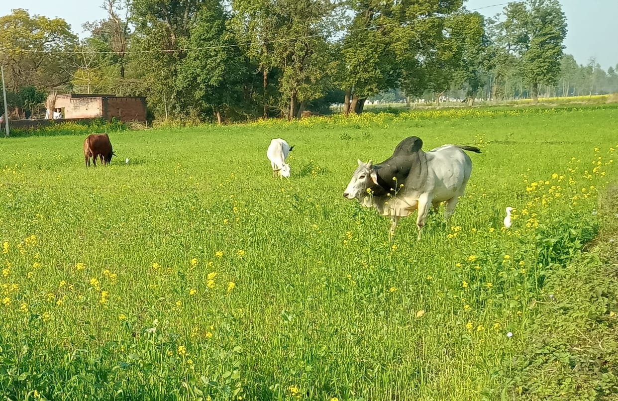 Destitute animals ruining crops, farmers are keeping awake all night