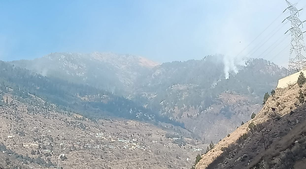 Many trees and plants burnt in the forests of Chagaon and Urni
