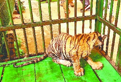 Cub not fit for hunting yet, guest of Kanpur zoo