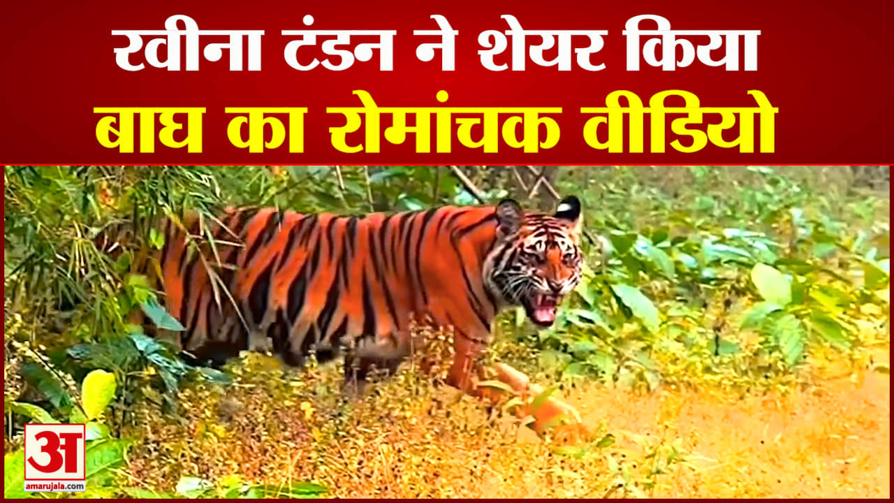 रवीना ने शेयर किया बाघ का रोमांचक वीडियो