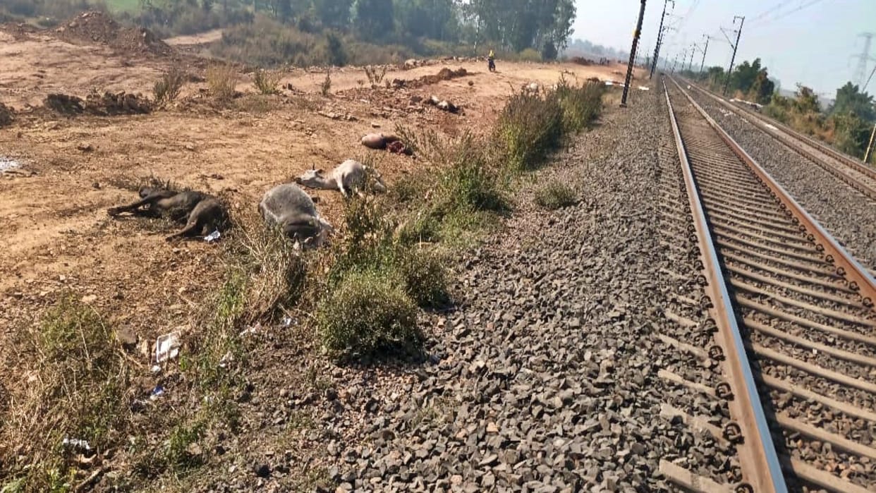 MP News 27 cattle Died in Damoh superfast train collision