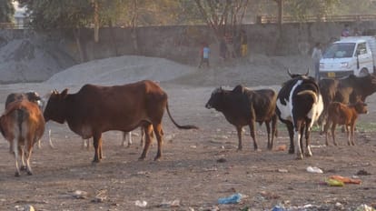 Siddharthnagar News: खेत की रखवाली करने गए किसान पर सांड ने किया हमला, इलाज के दौरान मौत सांकेतिक।