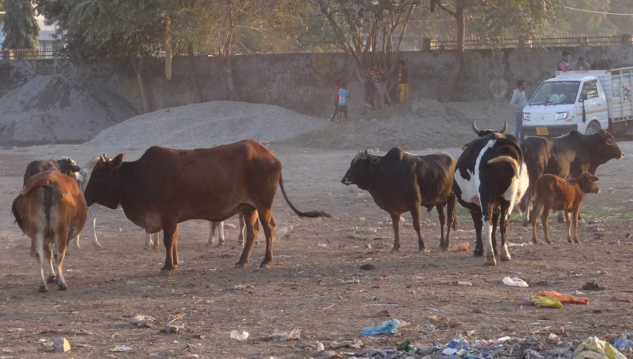 bull fight Ten year old innocent died in bullfight Rishikesh uttarakhand news in hindi
