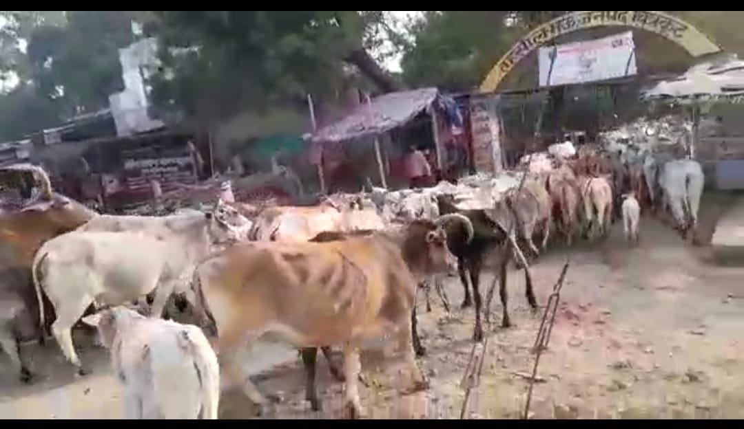 Chitrakoot: Farmers arrived in Tehsil premises with Anna cattle