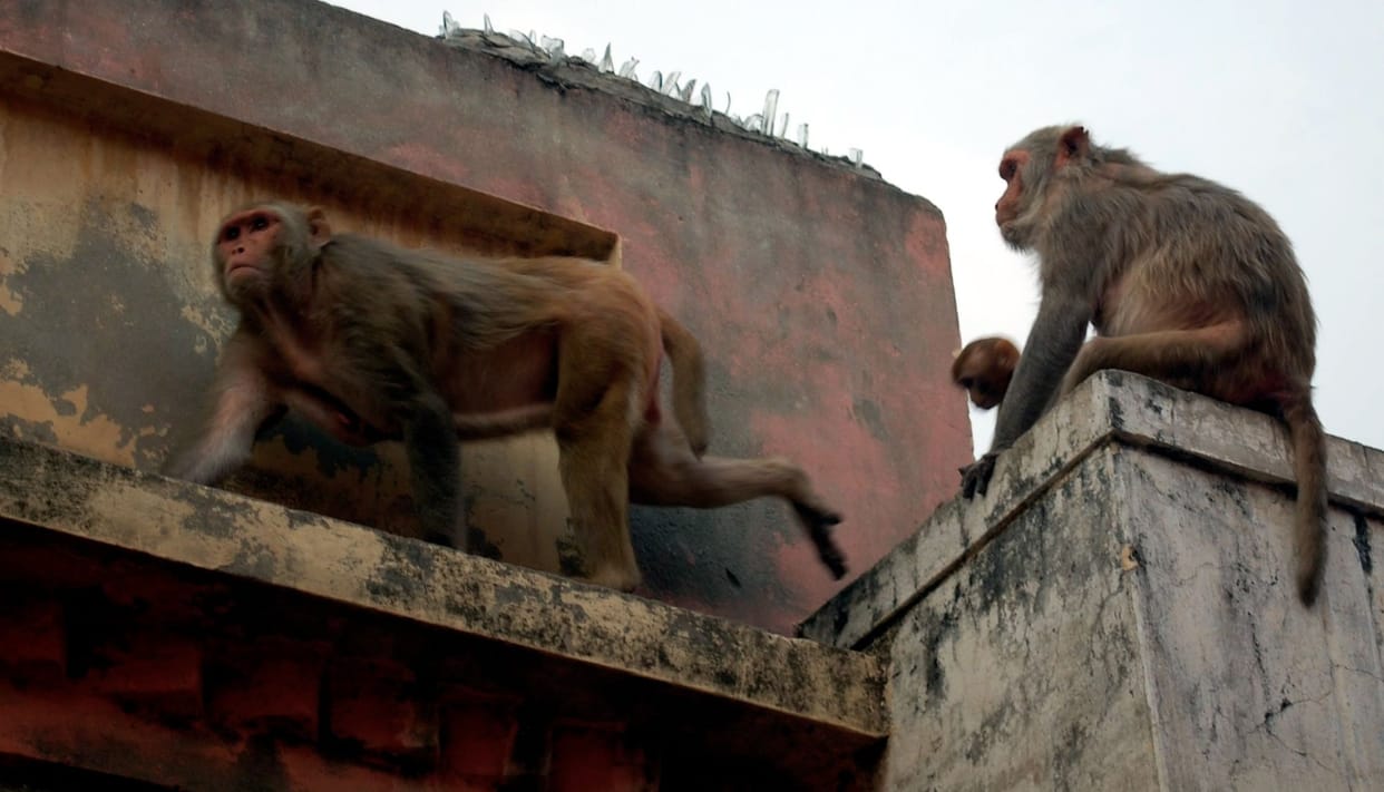 Now two thousand monkeys will be caught from the city in the first phase, the city council asked for quotations from the contractors