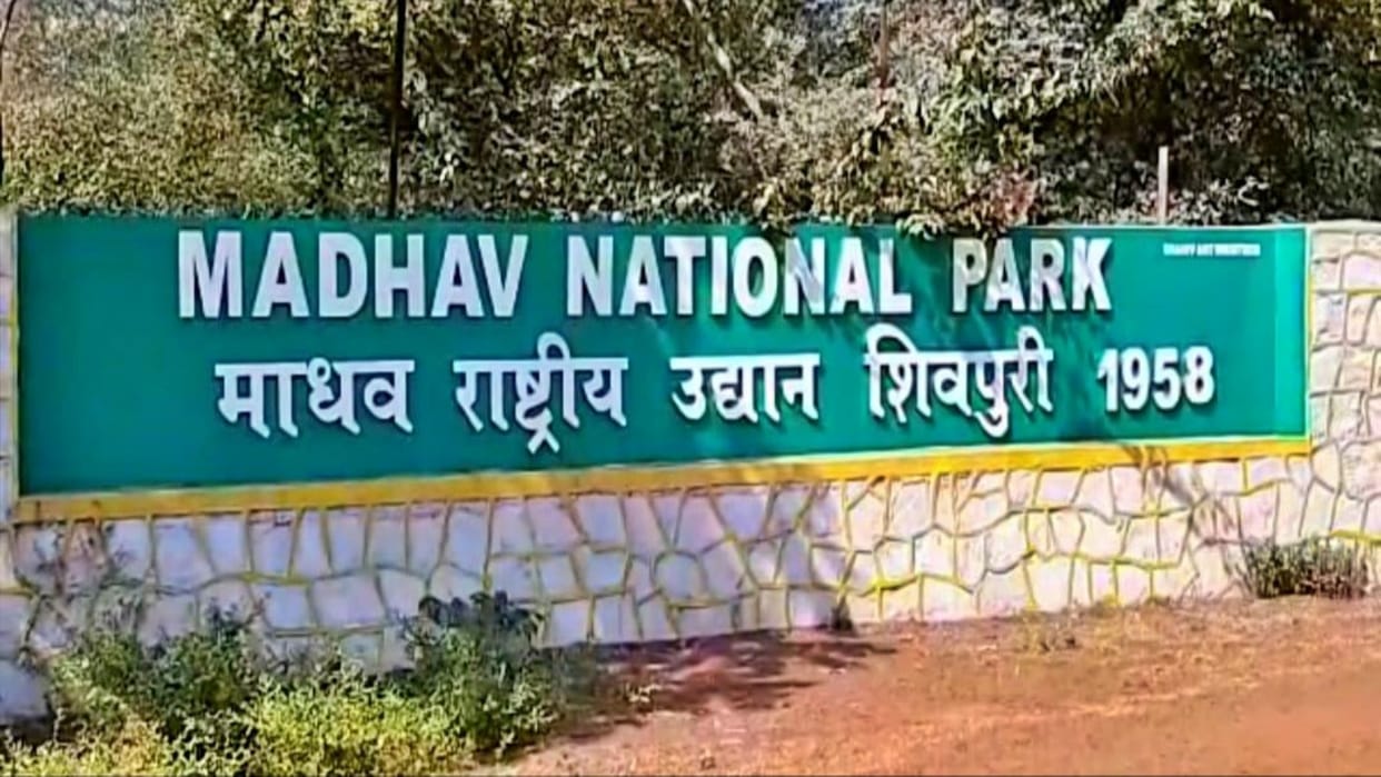 Tourists will be able to see tiger and cheetah together Corridor will be built from Ranthambore to Shivpuri