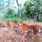 एक साथ चार बाघ देखे जाने का रोमांचकारी दृश्य बांधवगढ़ टाइगर रिजर्व से आया है।