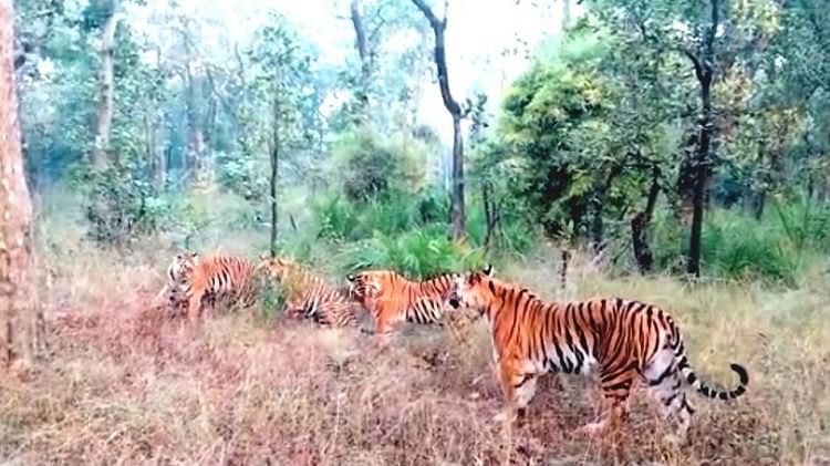 Bandhavgarh Tiger Reserve Dotti Went On A Jungle Walk With Three Cubs Amar Ujala Hindi News 3306