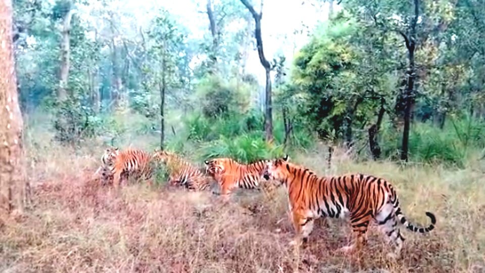 Bandhavgarh Tiger Reserve: 'Dotti' went on a jungle walk with three cubs