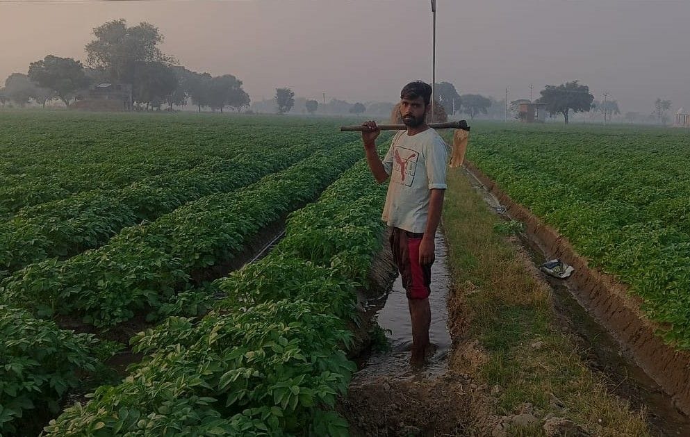 Hathras: Fear of frost is haunting potato farmers in winter