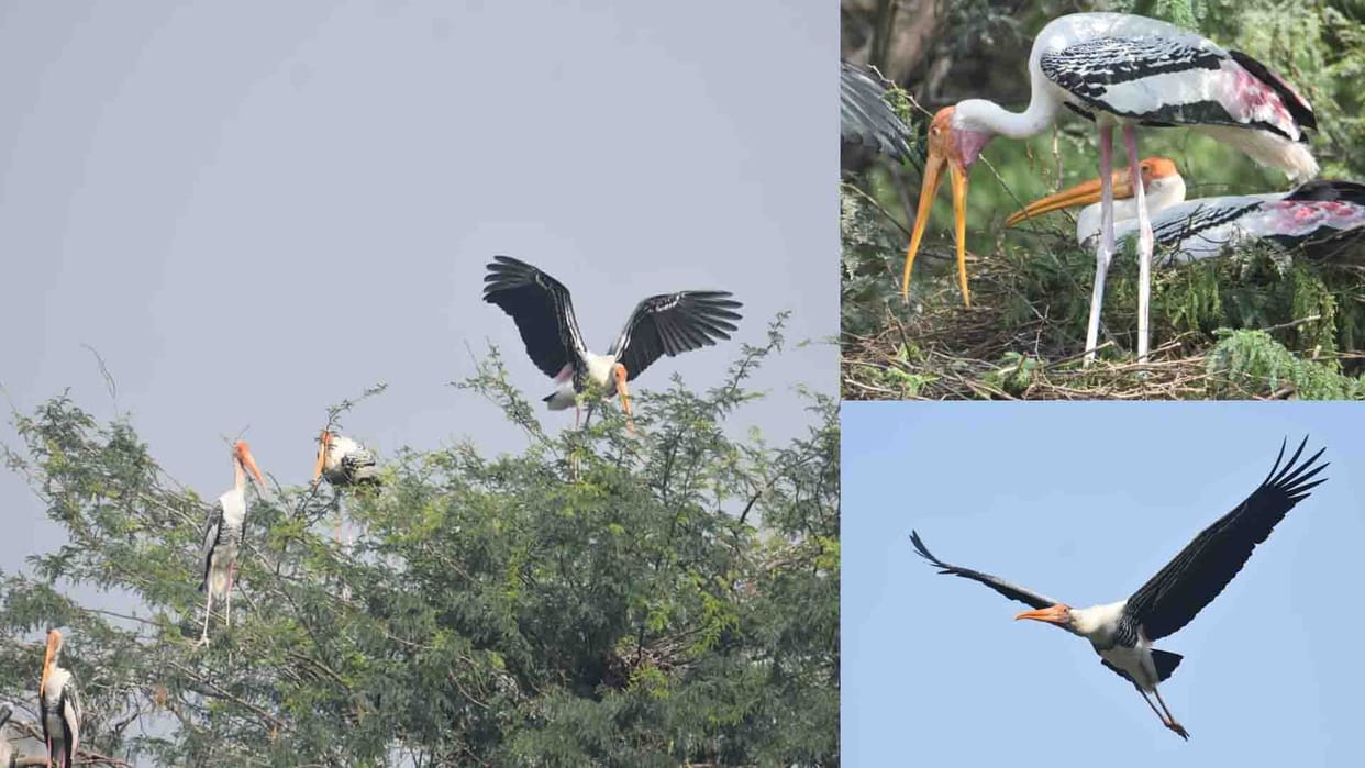 Kanpur: Foreign birds came to the zoo