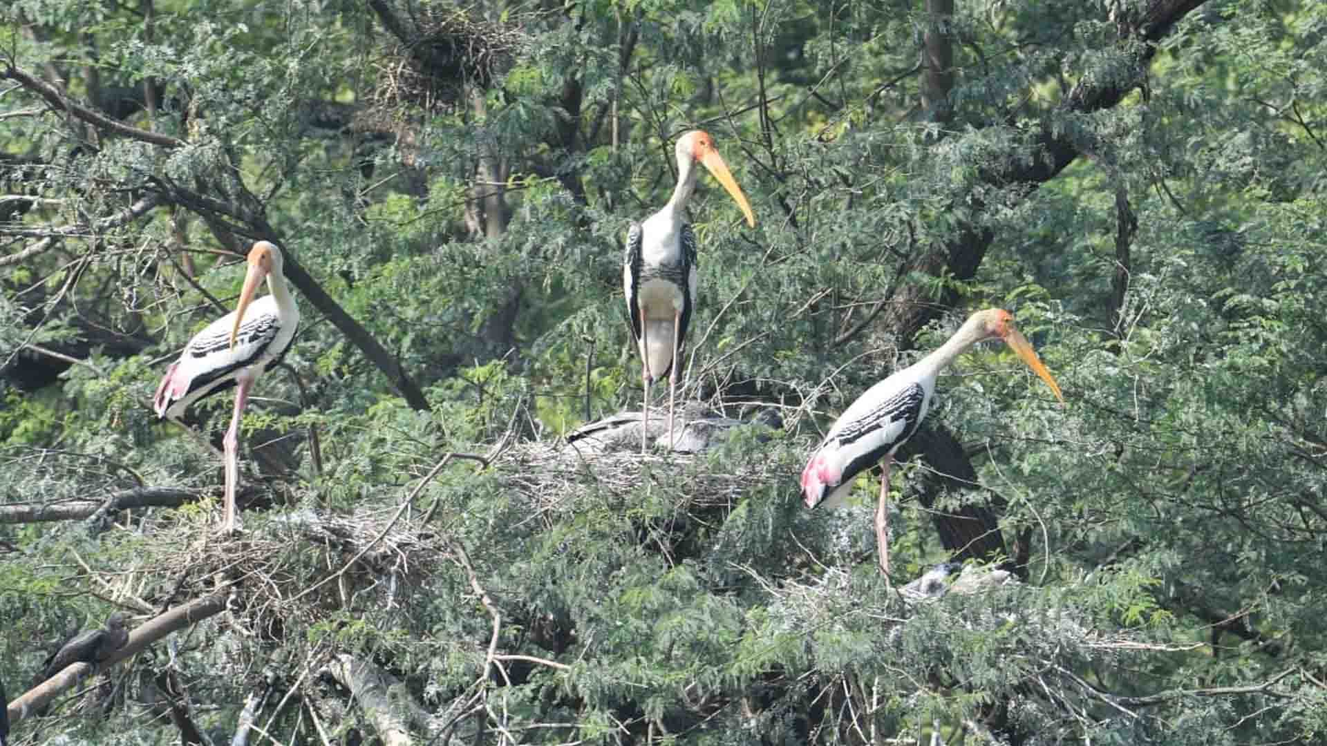 Kanpur: Foreign birds came to the zoo
