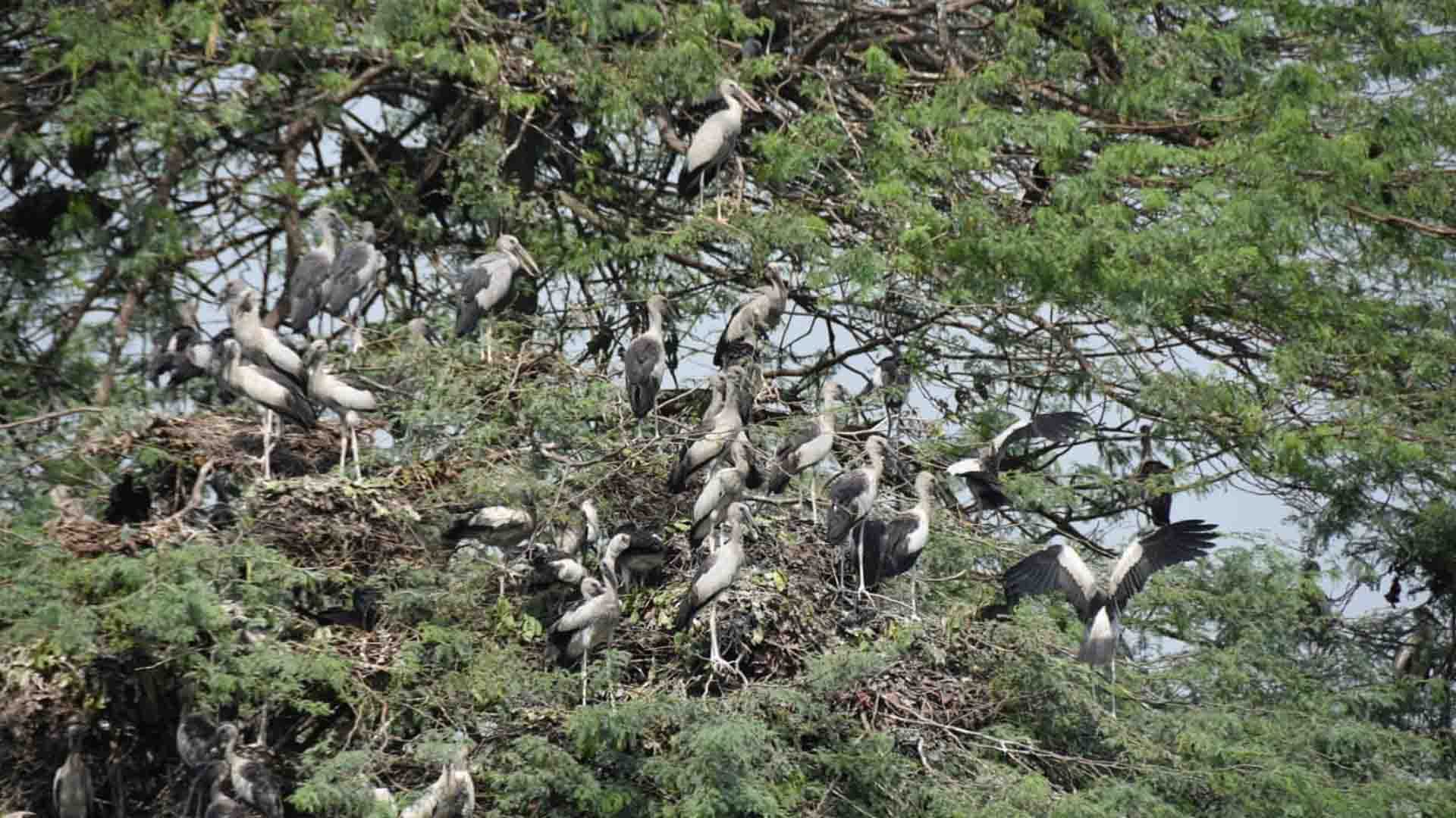 Kanpur: Foreign birds came to the zoo
