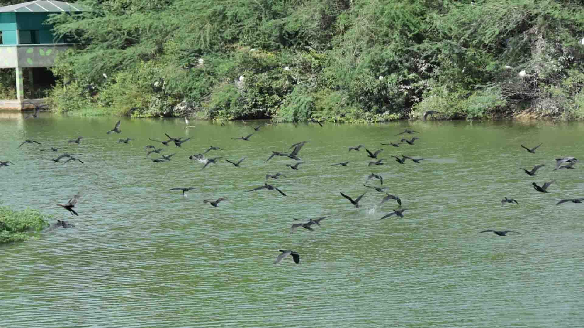 Kanpur: Foreign birds came to the zoo