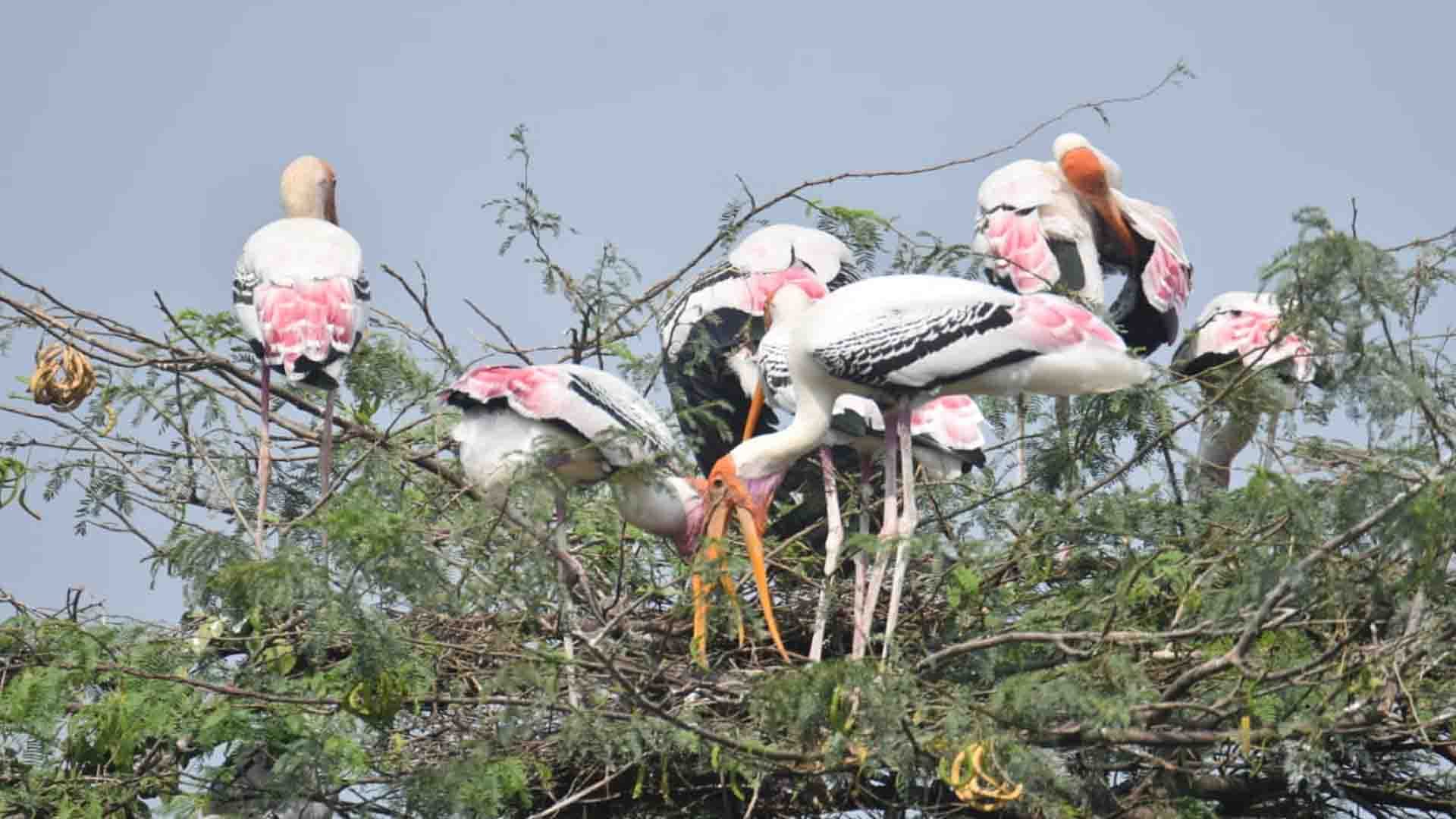 Kanpur: Foreign birds came to the zoo