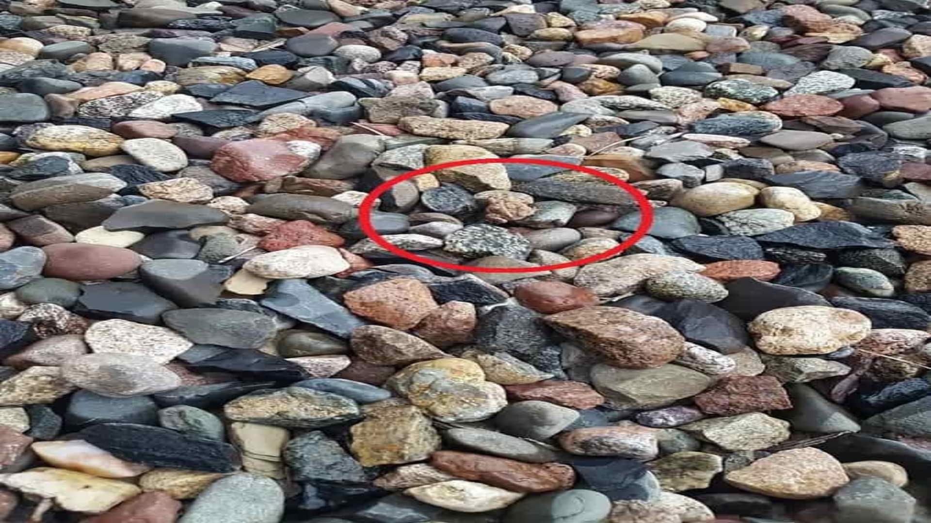 Optical illusion: Can you find the hidden frog in this picture within 11 seconds check your brain iq