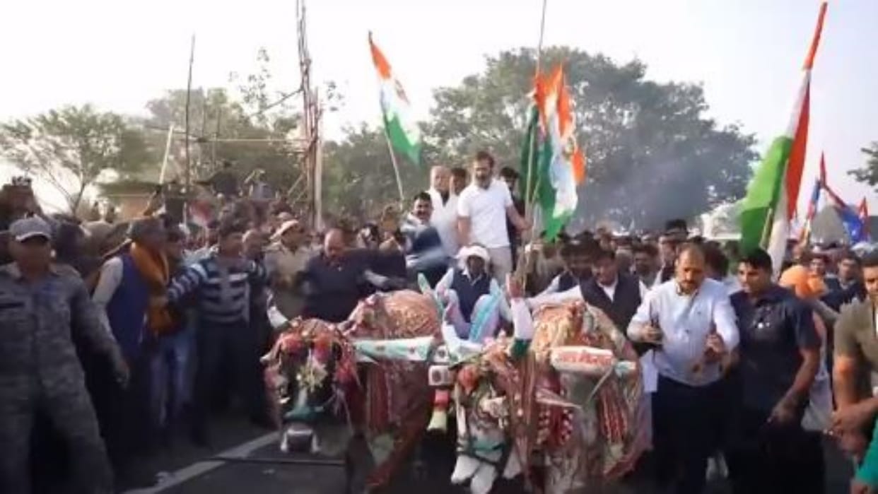 Bharat Jodo Yatra Rahul Gandhi was seen driving a bullock cart in Rajasthan