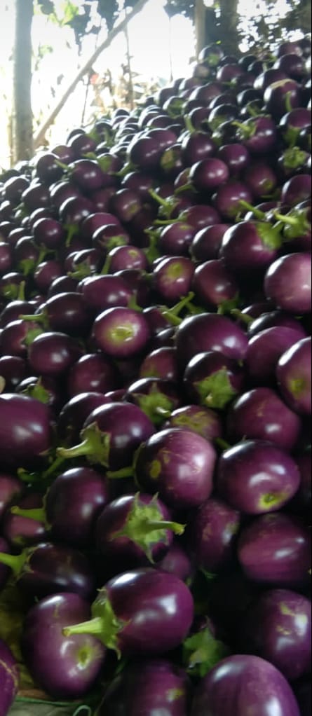 The hearts of Delhi people filled the brinjal of Miangi